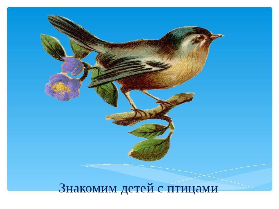 Презентация "Знакомим детей с птицами" - Скачать Читать Лучшую Школьную Библиотеку Учебников (100% Бесплатно!)