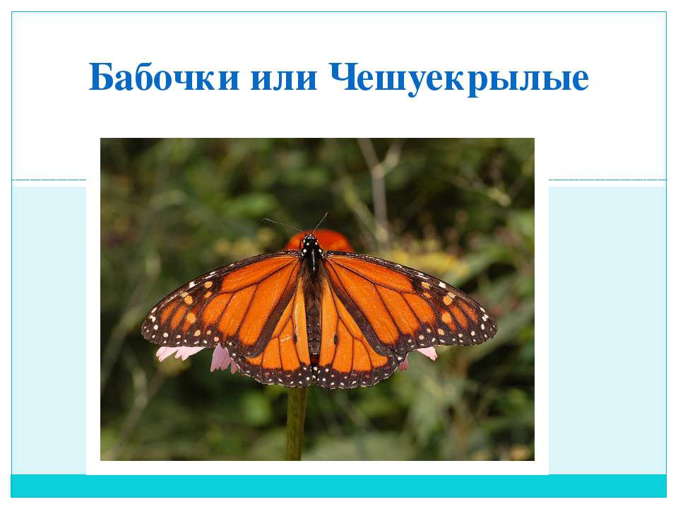 бабочки или чешуекрылые - Скачать Читать Лучшую Школьную Библиотеку Учебников (100% Бесплатно!)