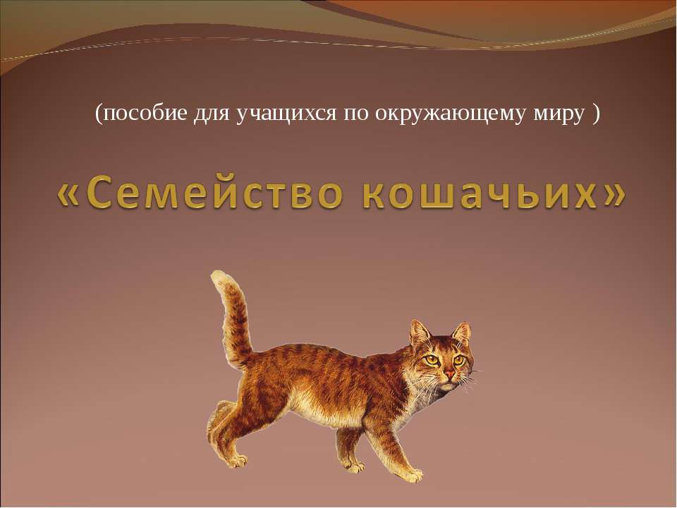 Семейство кошачьих - Скачать Читать Лучшую Школьную Библиотеку Учебников (100% Бесплатно!)