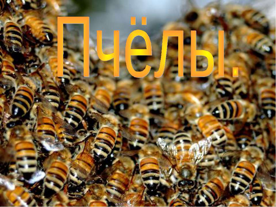 Пчёлы - Скачать Читать Лучшую Школьную Библиотеку Учебников (100% Бесплатно!)