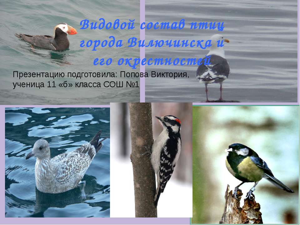 Видовой состав птиц города Вилючинска и его окрестностей - Скачать Читать Лучшую Школьную Библиотеку Учебников