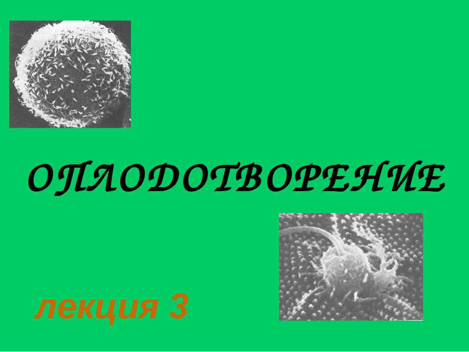 Оплодотворение - Скачать Читать Лучшую Школьную Библиотеку Учебников (100% Бесплатно!)