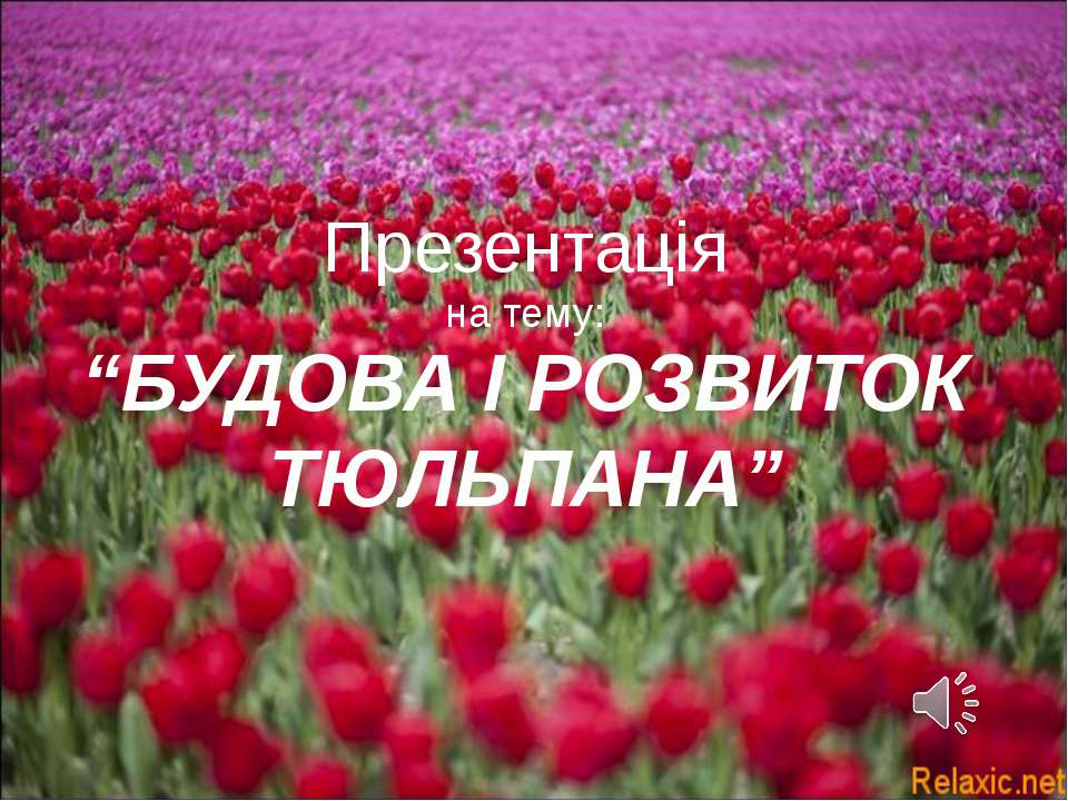 Будова та розвиток тюльпана (Укр) - Скачать Читать Лучшую Школьную Библиотеку Учебников (100% Бесплатно!)