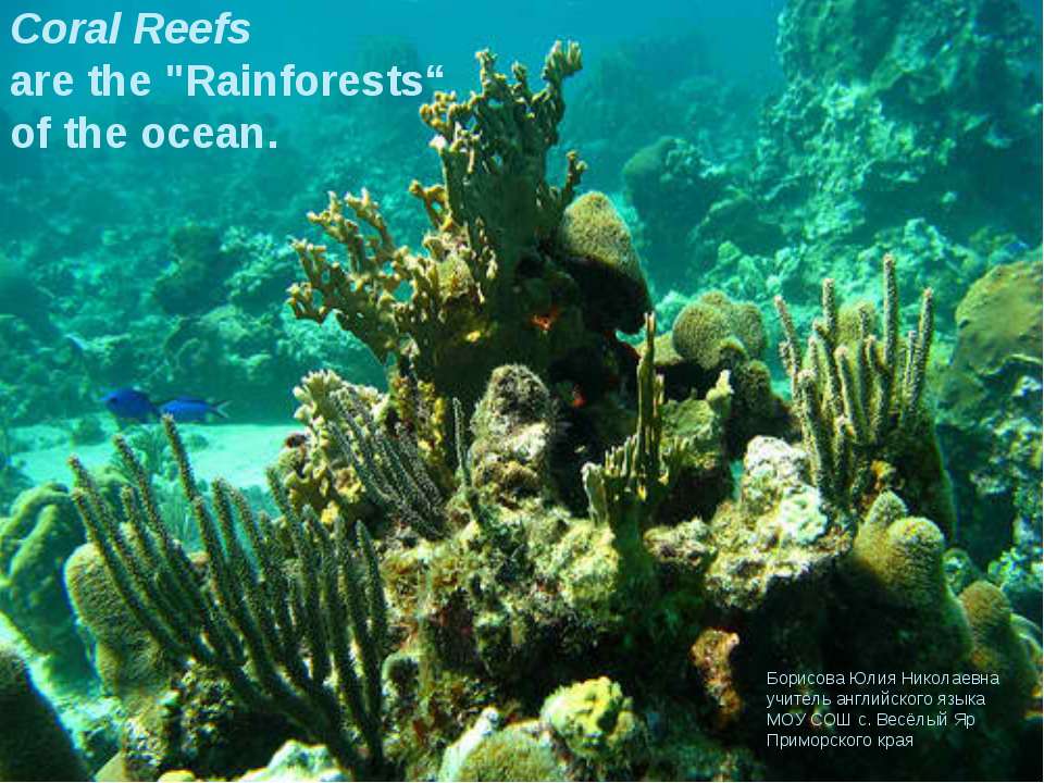 Coral Reefs - Скачать Читать Лучшую Школьную Библиотеку Учебников (100% Бесплатно!)