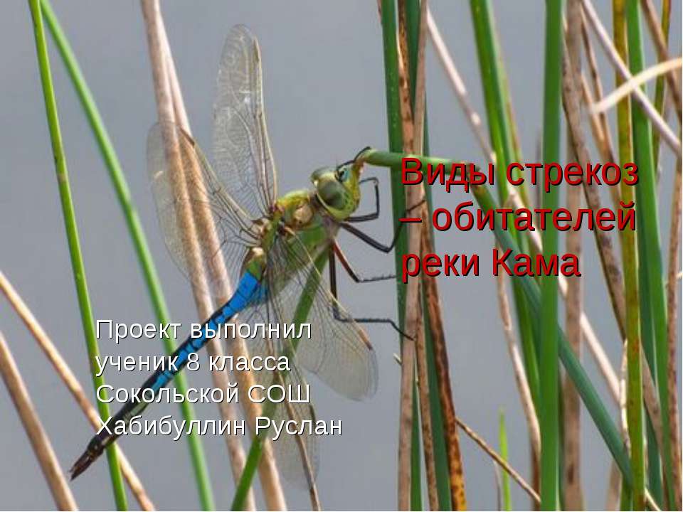Виды стрекоз – обитателей реки Кама - Скачать Читать Лучшую Школьную Библиотеку Учебников (100% Бесплатно!)