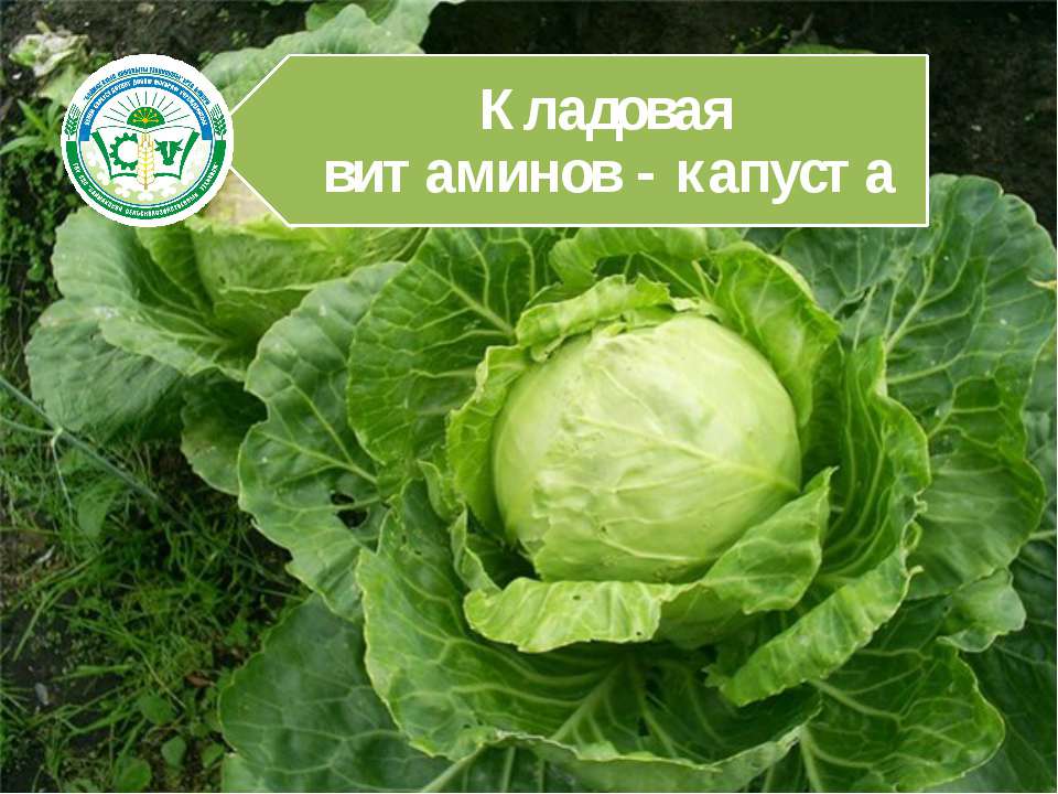 Кладовая витаминов - капуста - Скачать Читать Лучшую Школьную Библиотеку Учебников (100% Бесплатно!)