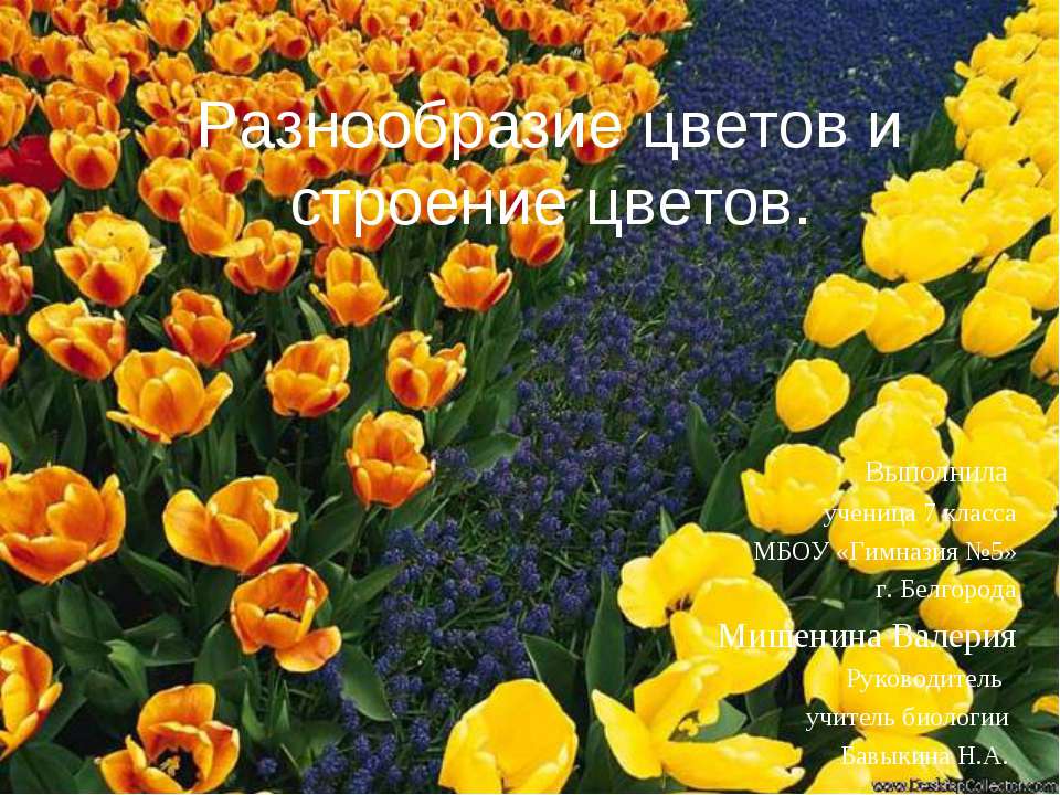 Разнообразие цветов и строение цветов - Скачать Читать Лучшую Школьную Библиотеку Учебников (100% Бесплатно!)