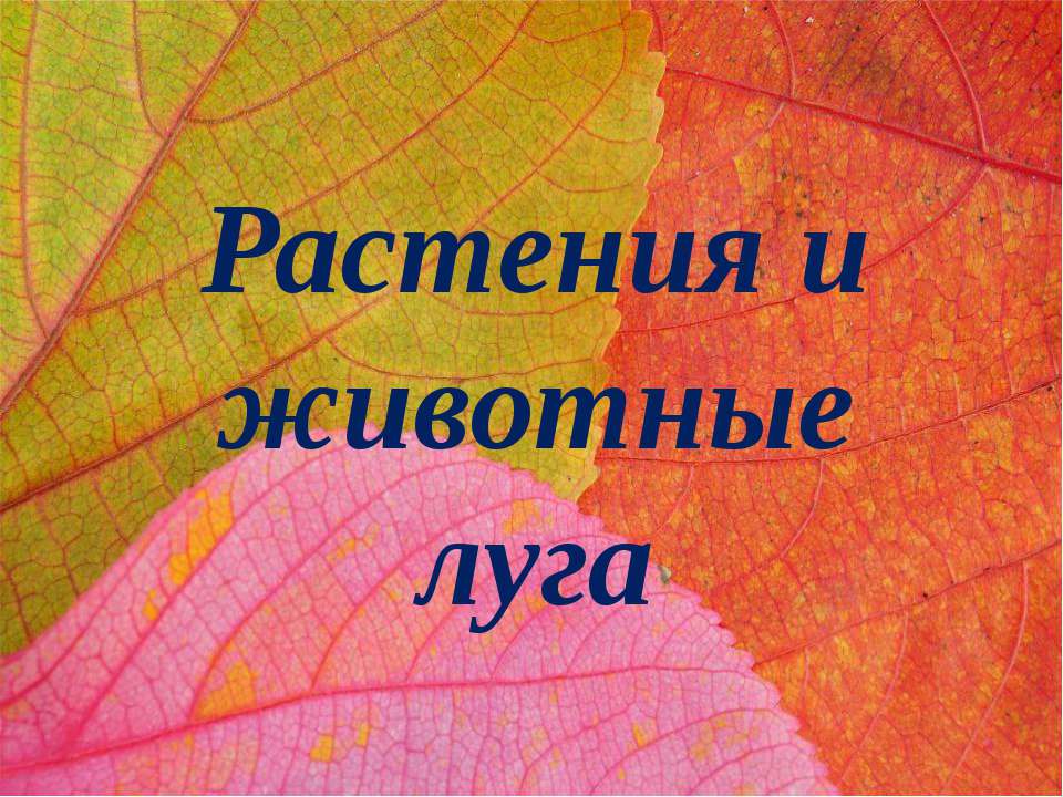 Растения и животные луга - Скачать Читать Лучшую Школьную Библиотеку Учебников (100% Бесплатно!)