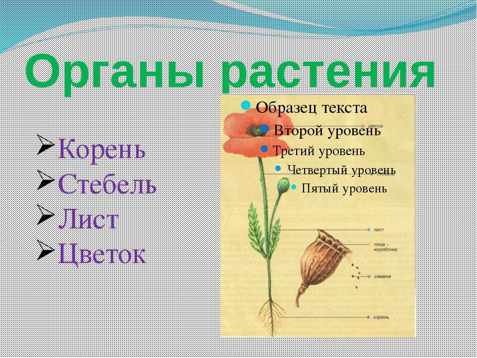 Органы растения - Скачать Читать Лучшую Школьную Библиотеку Учебников (100% Бесплатно!)