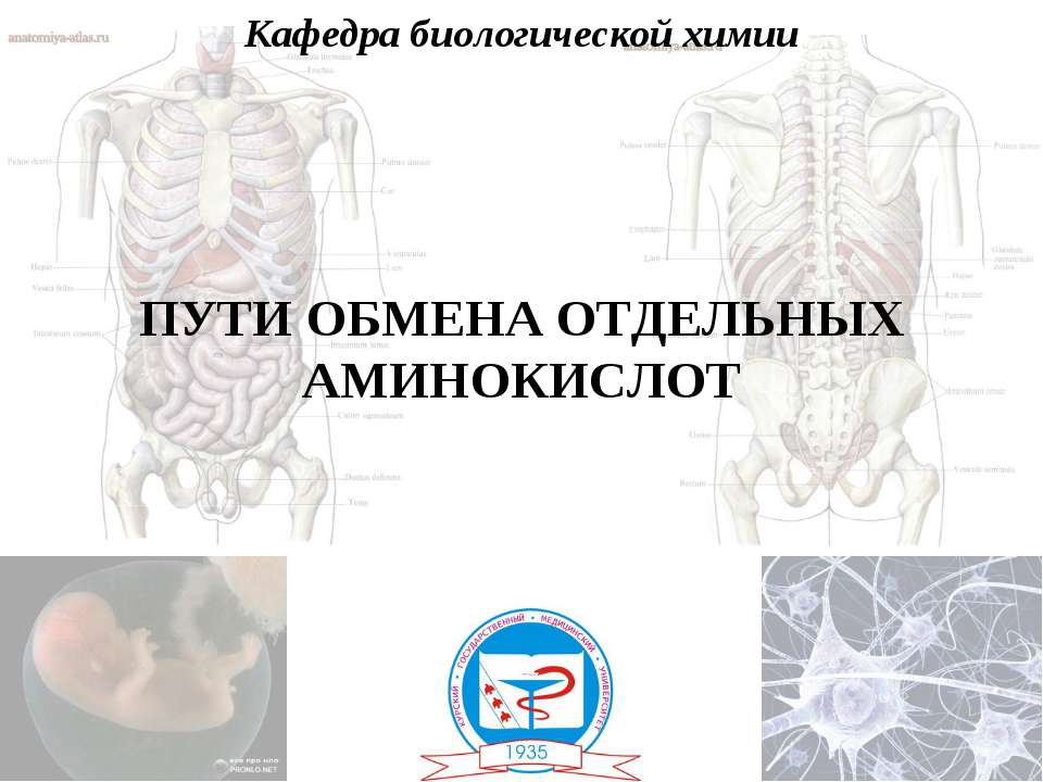 Пути обмена отдельных аминокислот - Скачать Читать Лучшую Школьную Библиотеку Учебников (100% Бесплатно!)