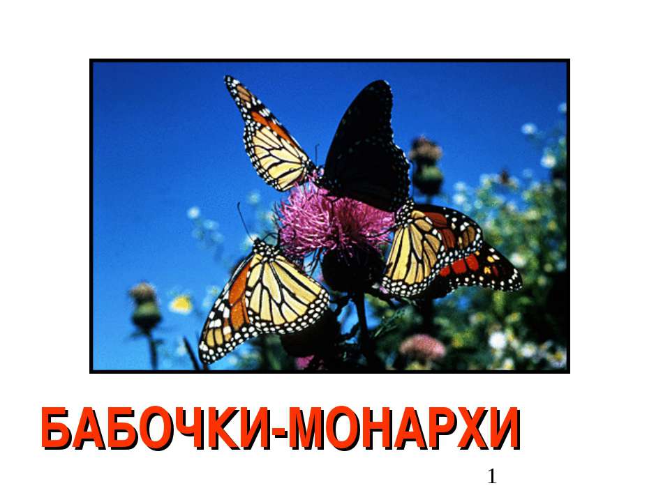 Бабочки-Монархи - Скачать Читать Лучшую Школьную Библиотеку Учебников (100% Бесплатно!)