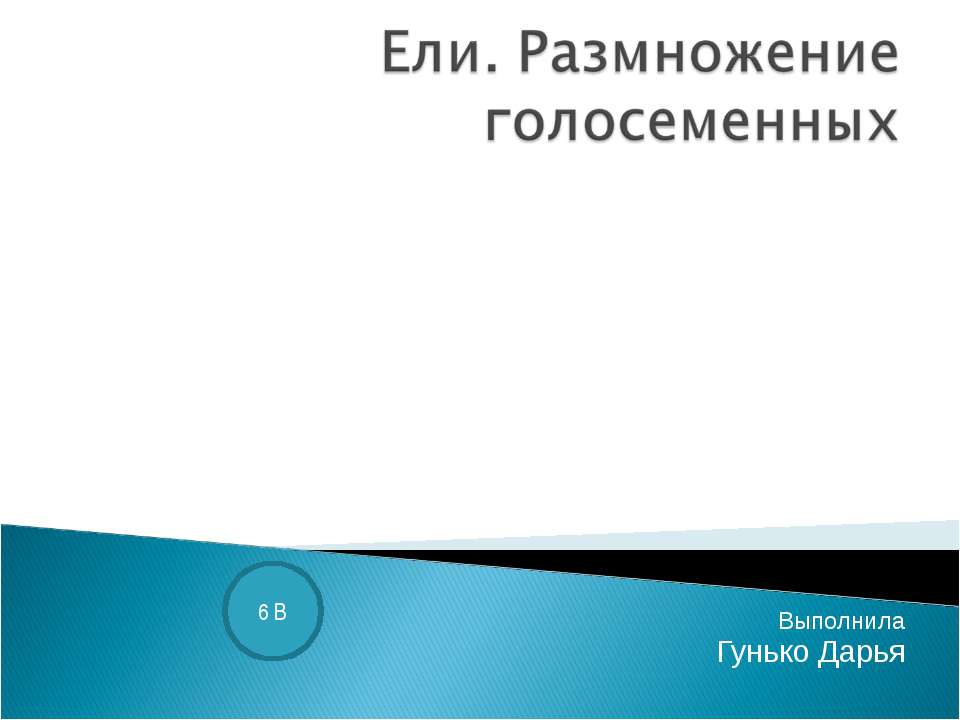 Ели. Размножение голосеменных - Скачать Читать Лучшую Школьную Библиотеку Учебников (100% Бесплатно!)