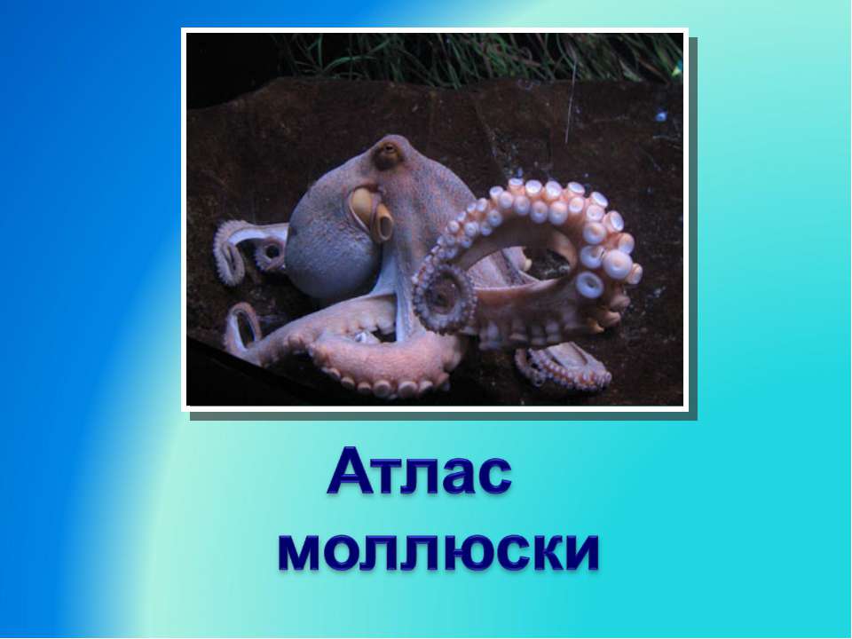 Атлас моллюски - Скачать Читать Лучшую Школьную Библиотеку Учебников (100% Бесплатно!)