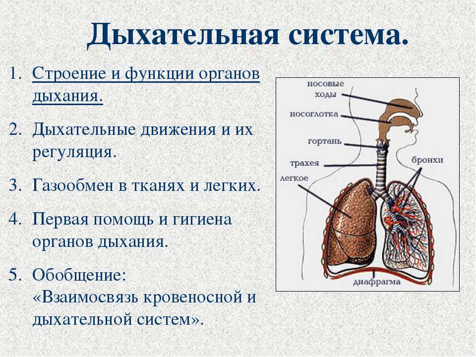 Дыхательная система - Скачать Читать Лучшую Школьную Библиотеку Учебников