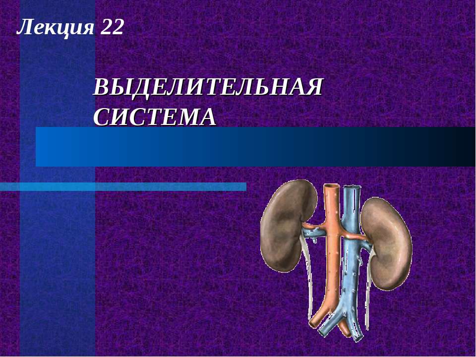 Выделительная система - Скачать Читать Лучшую Школьную Библиотеку Учебников (100% Бесплатно!)