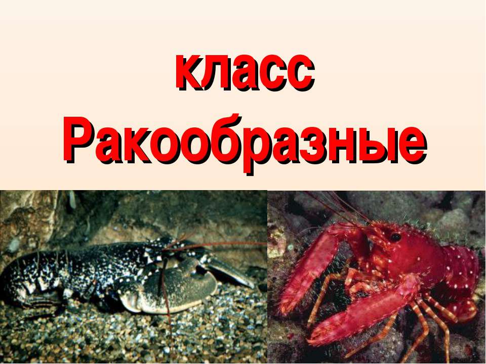 класс Ракообразные - Скачать Читать Лучшую Школьную Библиотеку Учебников (100% Бесплатно!)