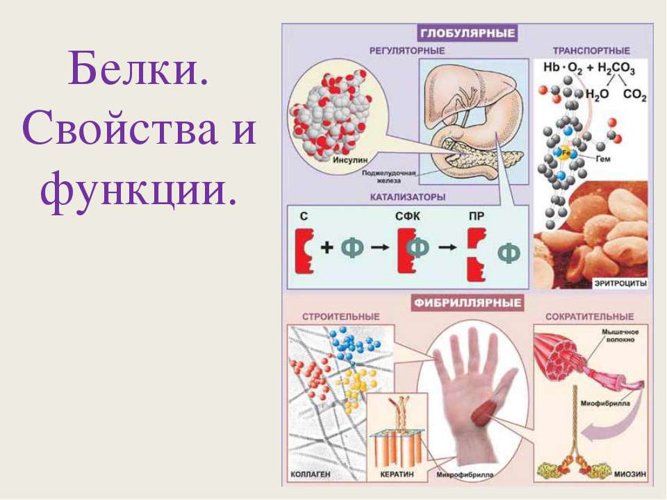 Белки. Свойства и функции - Скачать Читать Лучшую Школьную Библиотеку Учебников (100% Бесплатно!)