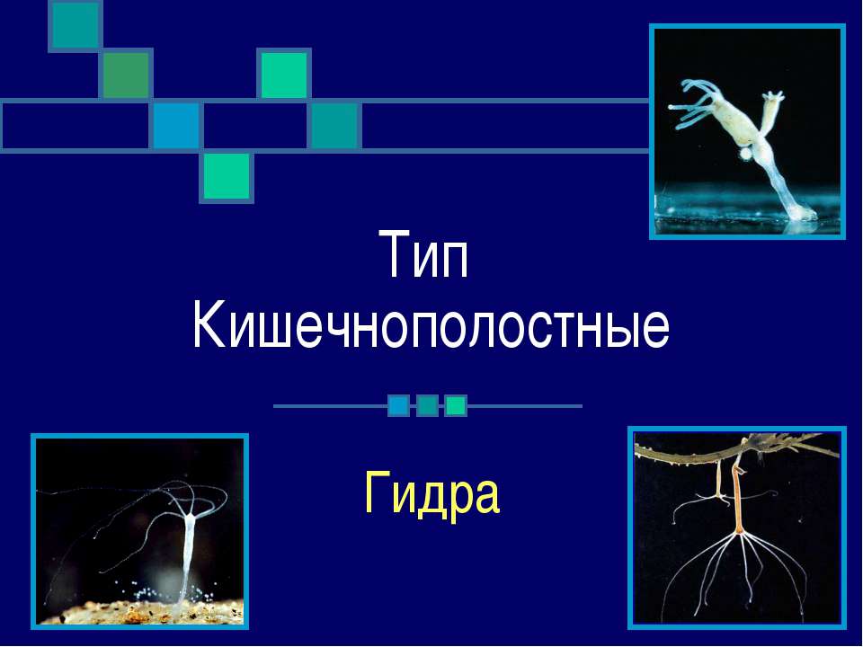 Тип Кишечнополостные. Гидра - Скачать Читать Лучшую Школьную Библиотеку Учебников (100% Бесплатно!)