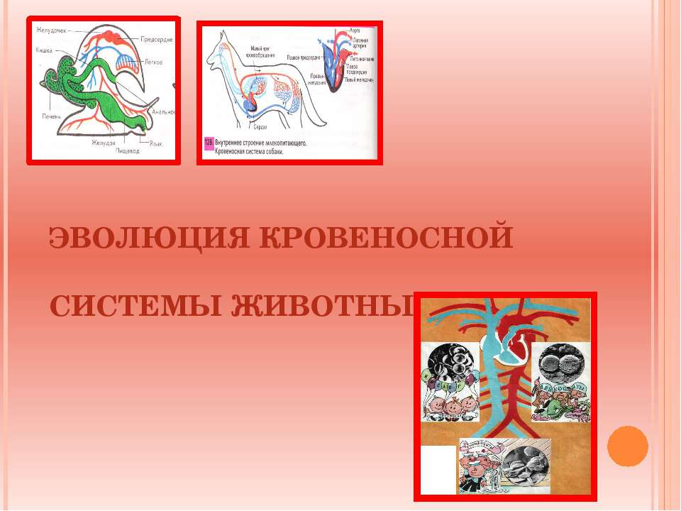 ЭВОЛЮЦИЯ КРОВЕНОСНОЙ СИСТЕМЫ ЖИВОТНЫХ, КРОВЬ - Скачать Читать Лучшую Школьную Библиотеку Учебников (100% Бесплатно!)