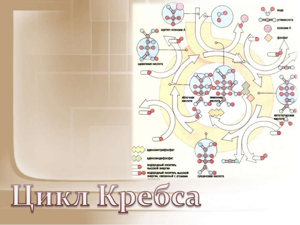 Цикл Кребса - Скачать Читать Лучшую Школьную Библиотеку Учебников (100% Бесплатно!)