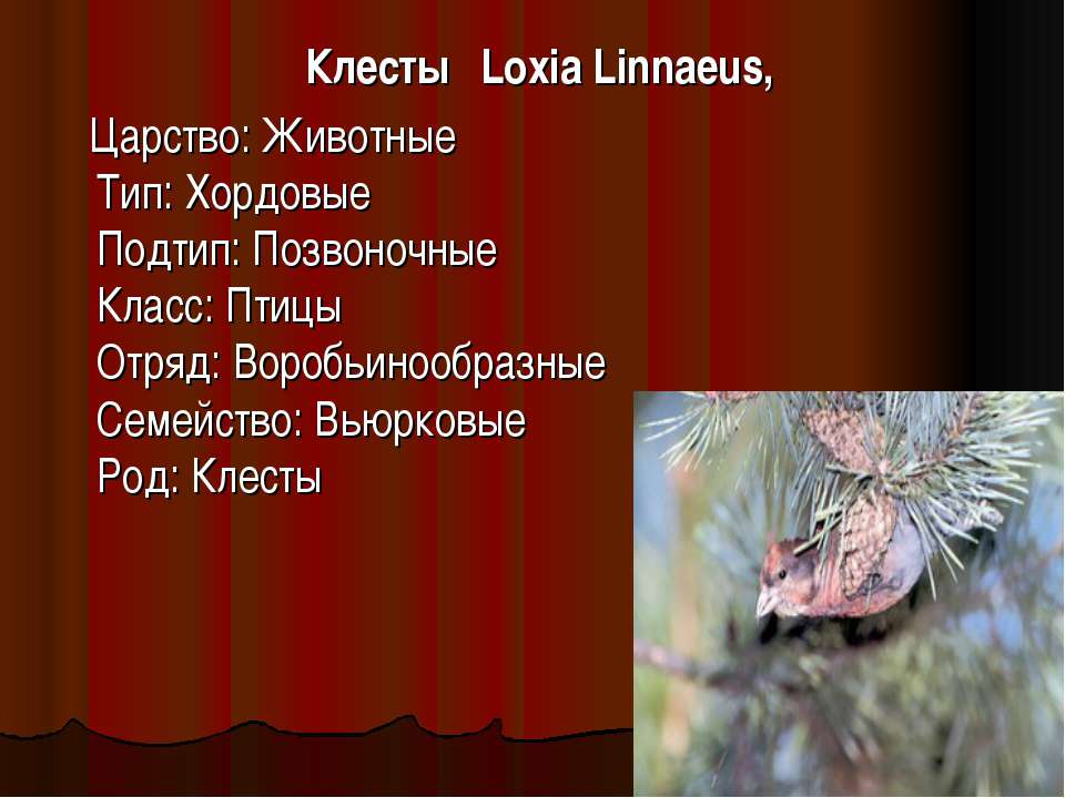 Клесты Loxia Linnaeus - Скачать Читать Лучшую Школьную Библиотеку Учебников (100% Бесплатно!)