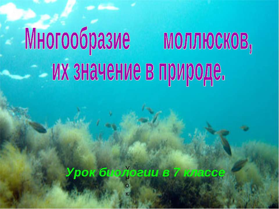 Многообразие моллюсков, их значение в природе - Скачать Читать Лучшую Школьную Библиотеку Учебников