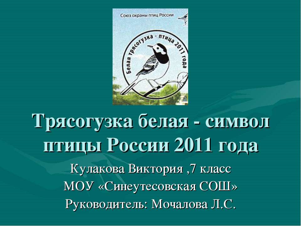 Трясогузка белая - символ птицы России 2011 года - Скачать Читать Лучшую Школьную Библиотеку Учебников (100% Бесплатно!)