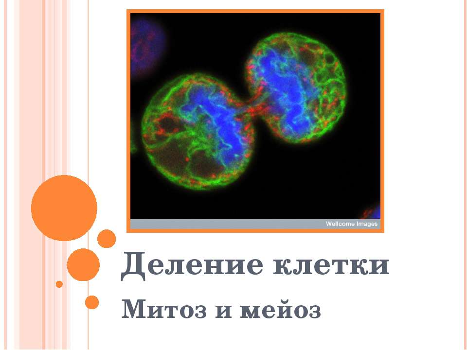 Деление клетки. Митоз и мейоз - Скачать Читать Лучшую Школьную Библиотеку Учебников