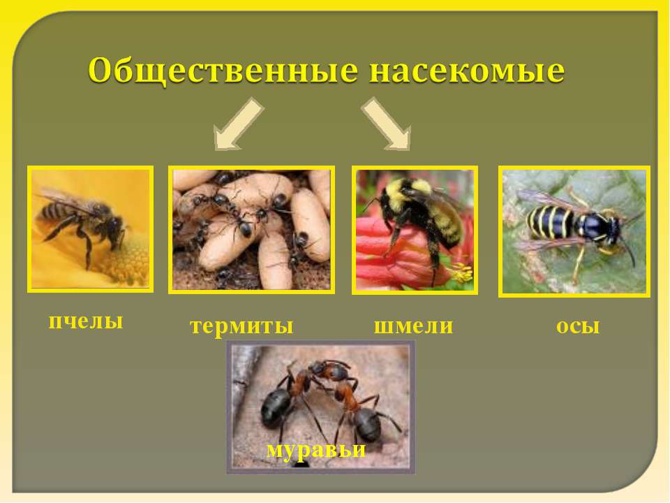 Общественные насекомые - Скачать Читать Лучшую Школьную Библиотеку Учебников (100% Бесплатно!)