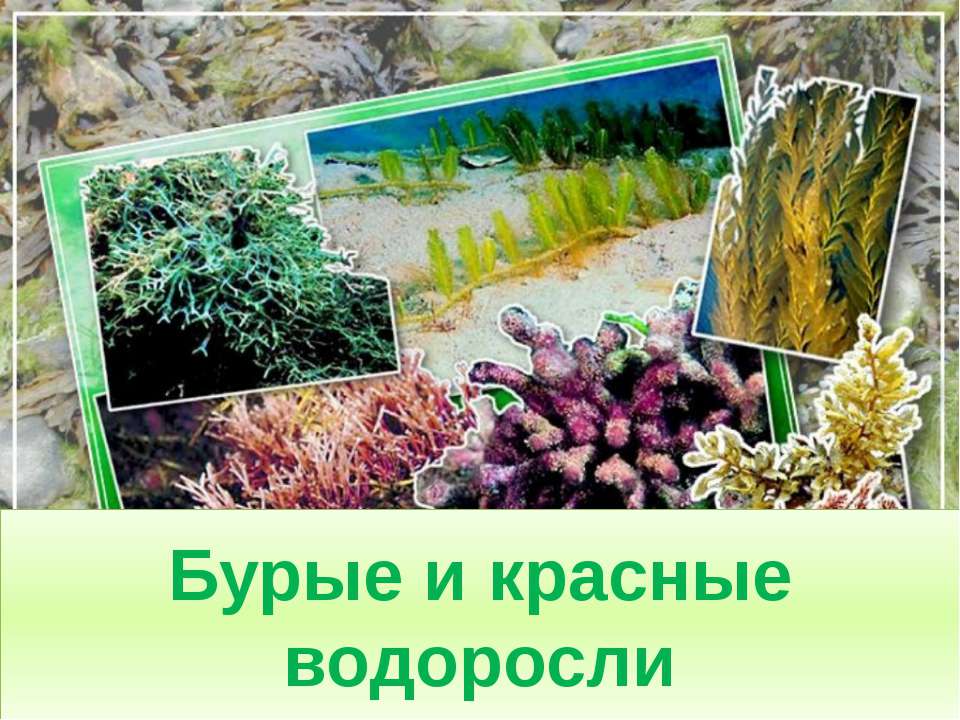 Бурые и красные водоросли - Скачать Читать Лучшую Школьную Библиотеку Учебников