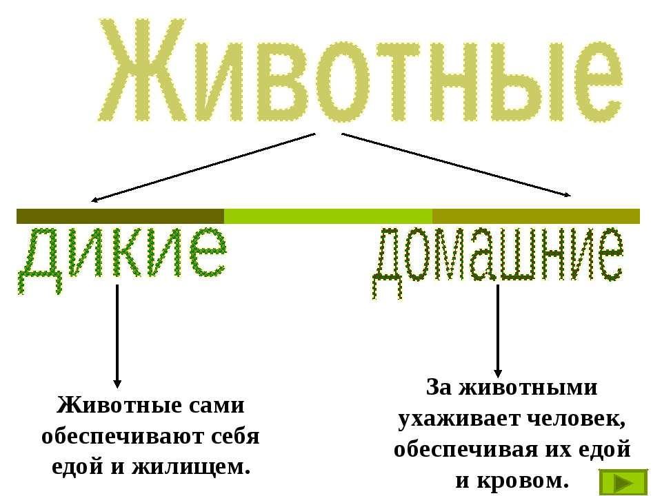 Животные - Скачать Читать Лучшую Школьную Библиотеку Учебников (100% Бесплатно!)