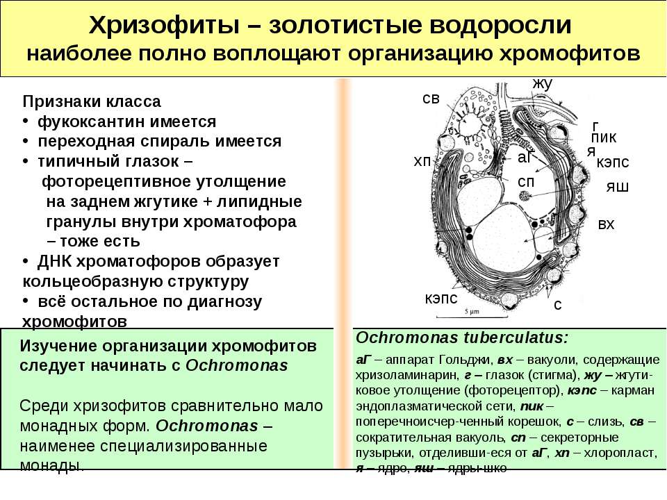 Хризофиты – золотистые водоросли - Скачать Читать Лучшую Школьную Библиотеку Учебников