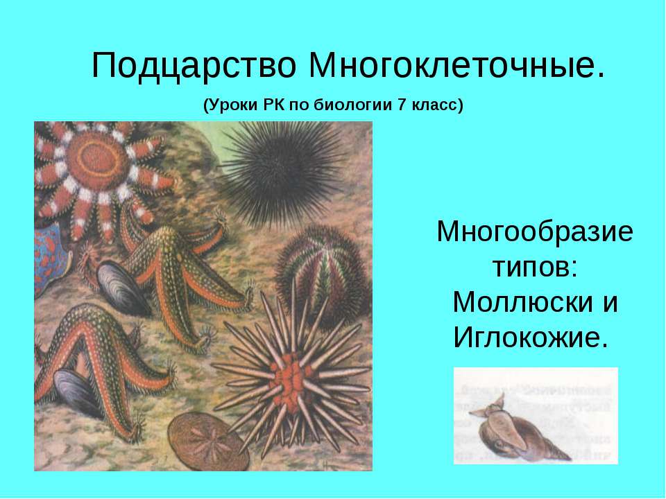 Подцарство Многоклеточные - Скачать Читать Лучшую Школьную Библиотеку Учебников (100% Бесплатно!)