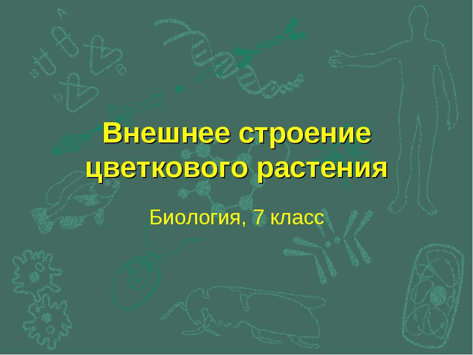 Внешнее строение цветкового растения - Скачать Читать Лучшую Школьную Библиотеку Учебников (100% Бесплатно!)