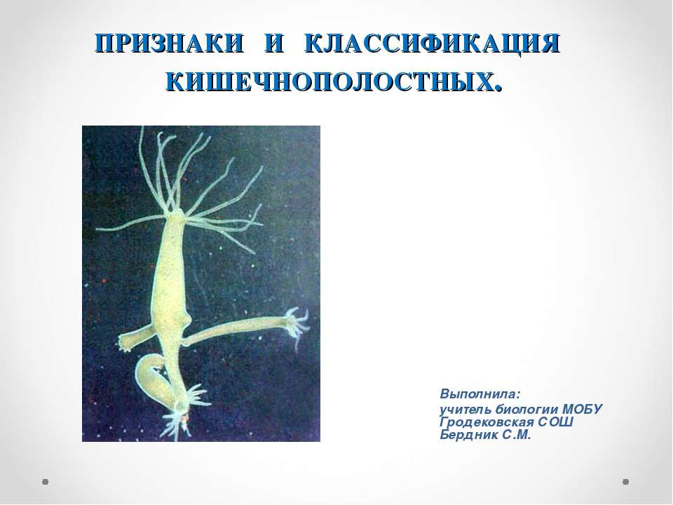 Признаки и классификация кишечнополостных - Скачать Читать Лучшую Школьную Библиотеку Учебников (100% Бесплатно!)