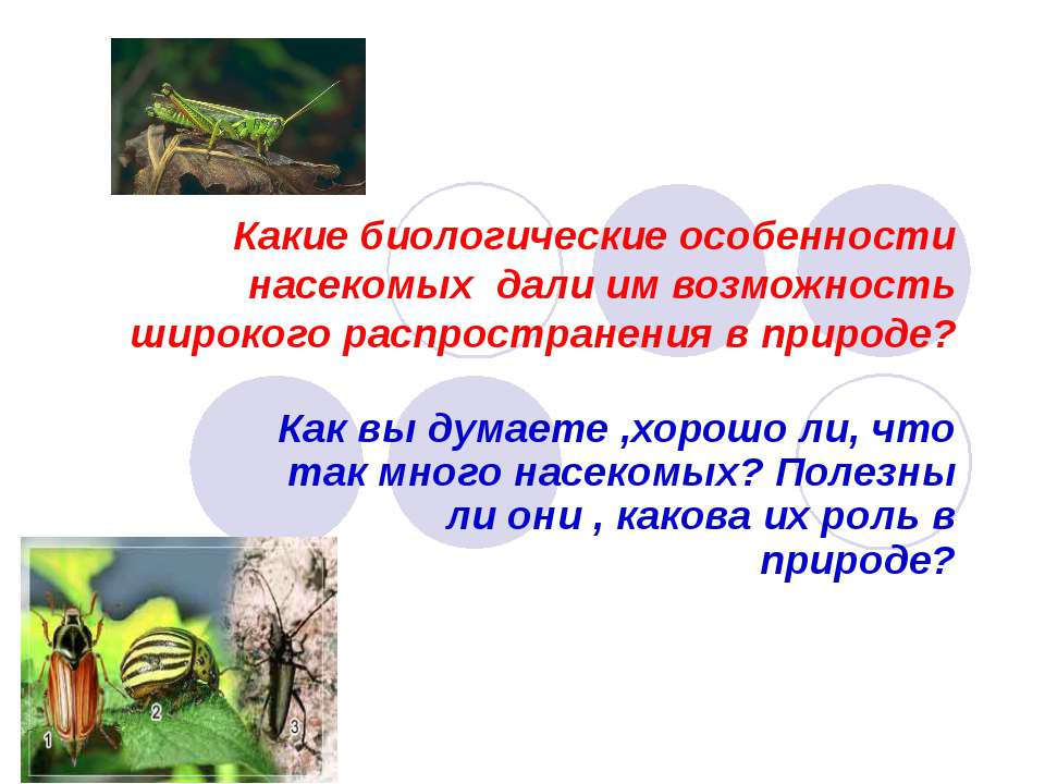 Многообразие насекомых, их роль в природе и жизни человека - Скачать Читать Лучшую Школьную Библиотеку Учебников