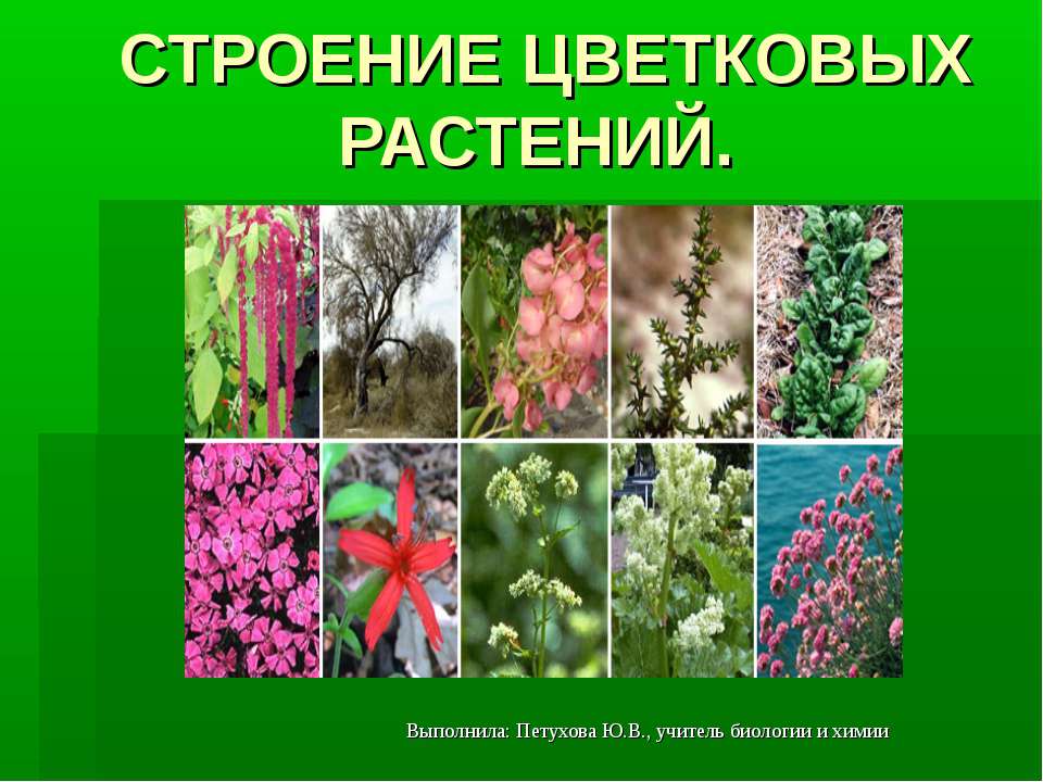 Строение цветковых растений - Скачать Читать Лучшую Школьную Библиотеку Учебников