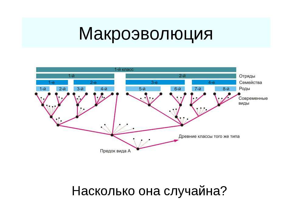 Макроэволюция - Скачать Читать Лучшую Школьную Библиотеку Учебников