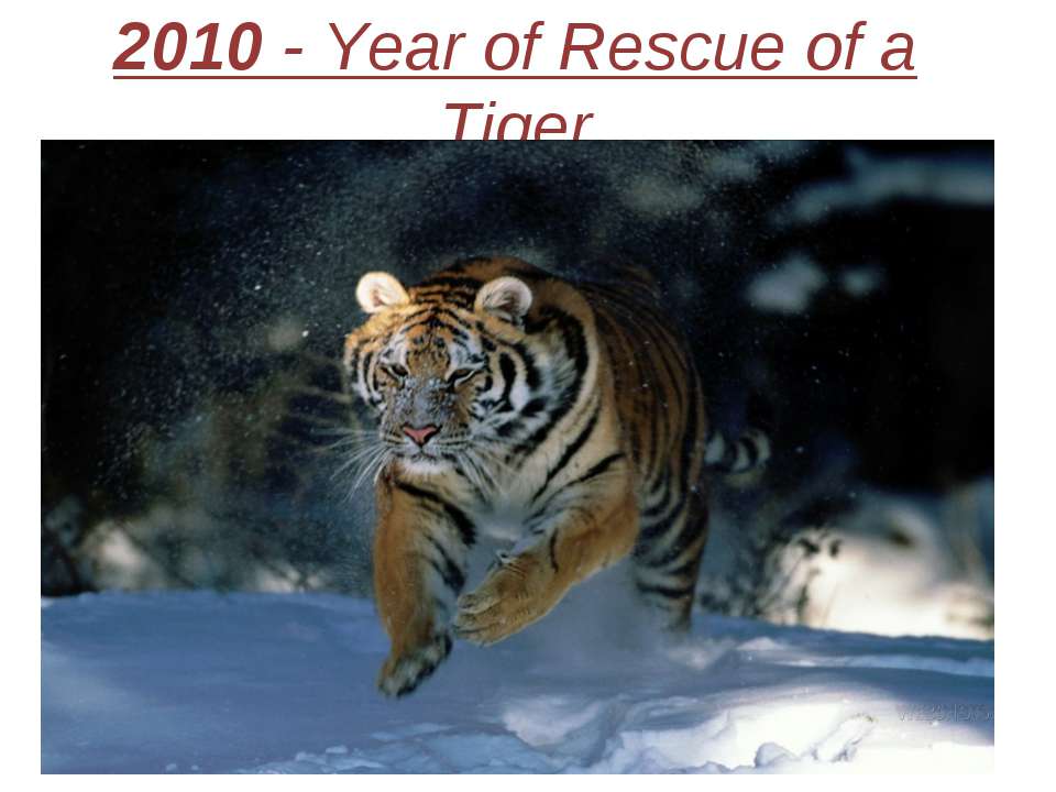 2010 - Year of Rescue of a Tiger - Скачать Читать Лучшую Школьную Библиотеку Учебников (100% Бесплатно!)