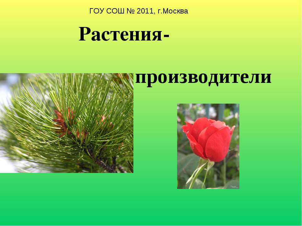 Растения-производители - Скачать Читать Лучшую Школьную Библиотеку Учебников (100% Бесплатно!)