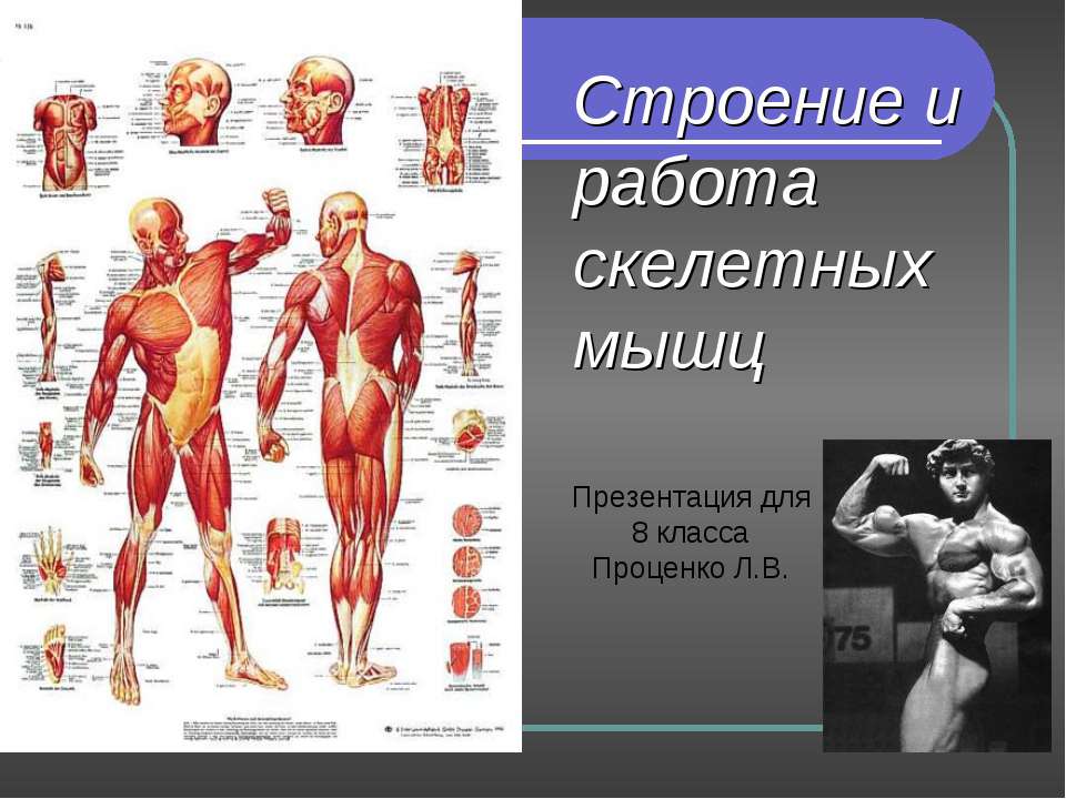 Строение и работа скелетных мышц - Скачать Читать Лучшую Школьную Библиотеку Учебников