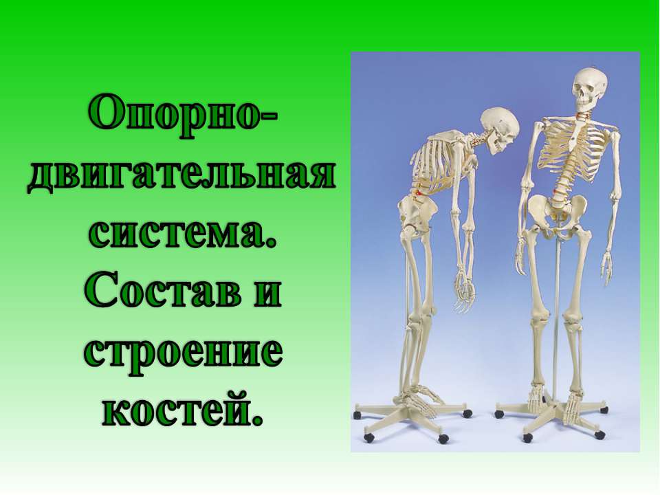 Опорно-двигательная система. Состав и строение костей - Скачать Читать Лучшую Школьную Библиотеку Учебников (100% Бесплатно!)