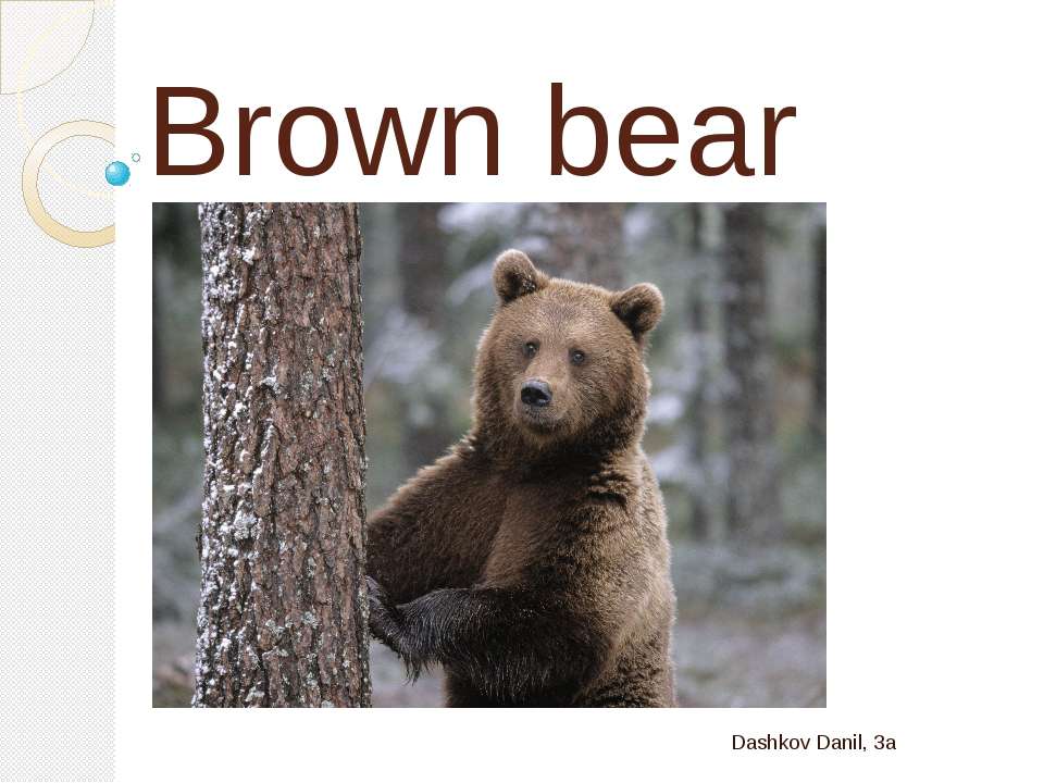 Бурый медведь - Скачать Читать Лучшую Школьную Библиотеку Учебников (100% Бесплатно!)