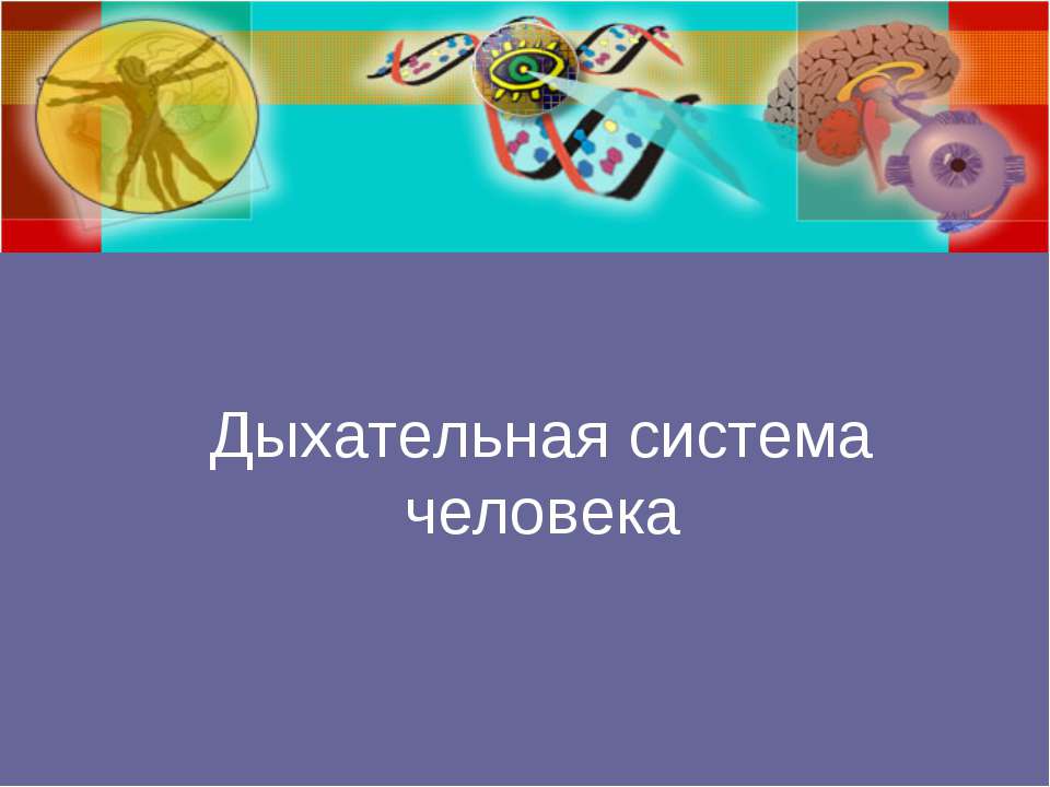 Дыхательная система человека - Скачать Читать Лучшую Школьную Библиотеку Учебников