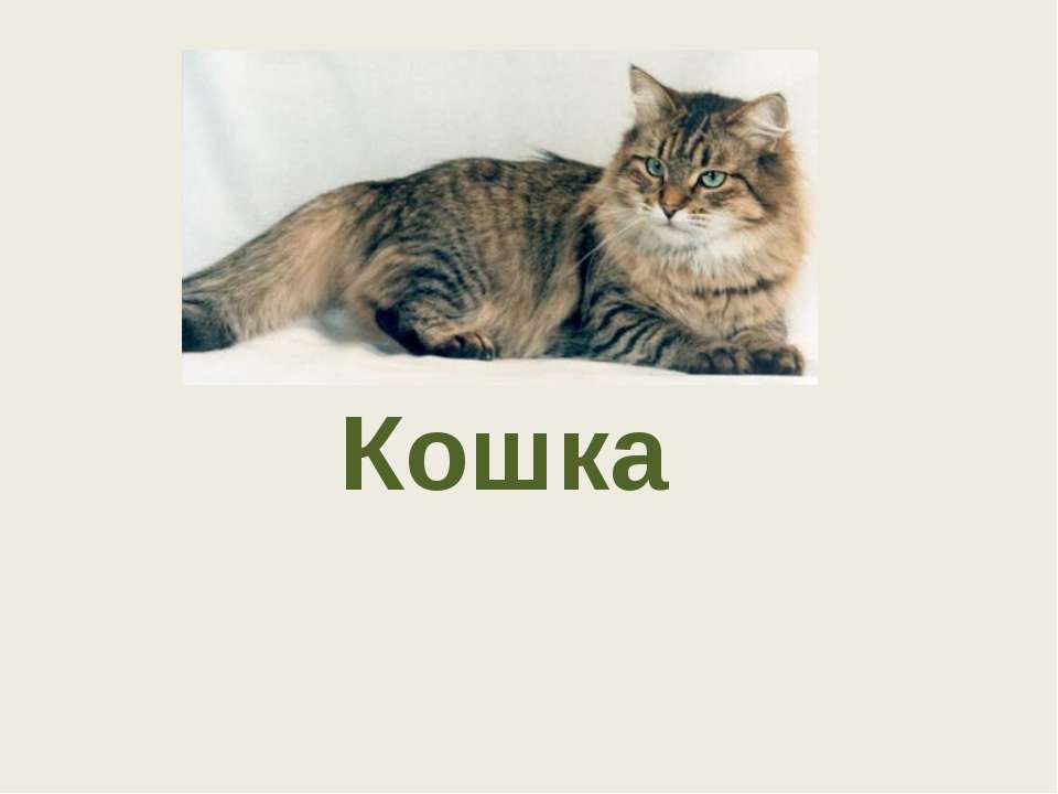 Кошка - Скачать Читать Лучшую Школьную Библиотеку Учебников