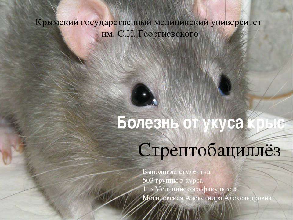 Болезнь от укуса крыс. Стрептобациллёз - Скачать Читать Лучшую Школьную Библиотеку Учебников