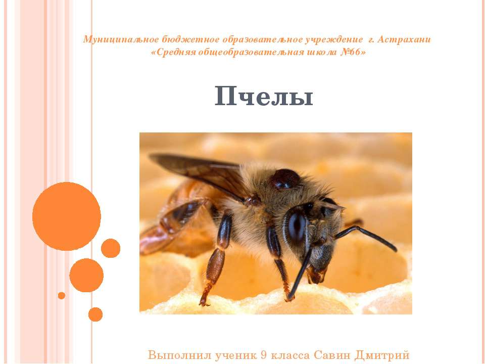 Ориентация пчёл во времени и пространстве - Скачать Читать Лучшую Школьную Библиотеку Учебников