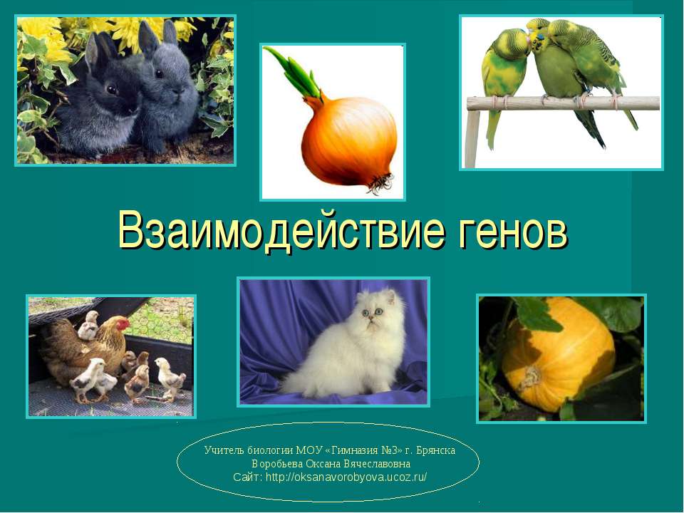 Взаимодействие генов - Скачать Читать Лучшую Школьную Библиотеку Учебников