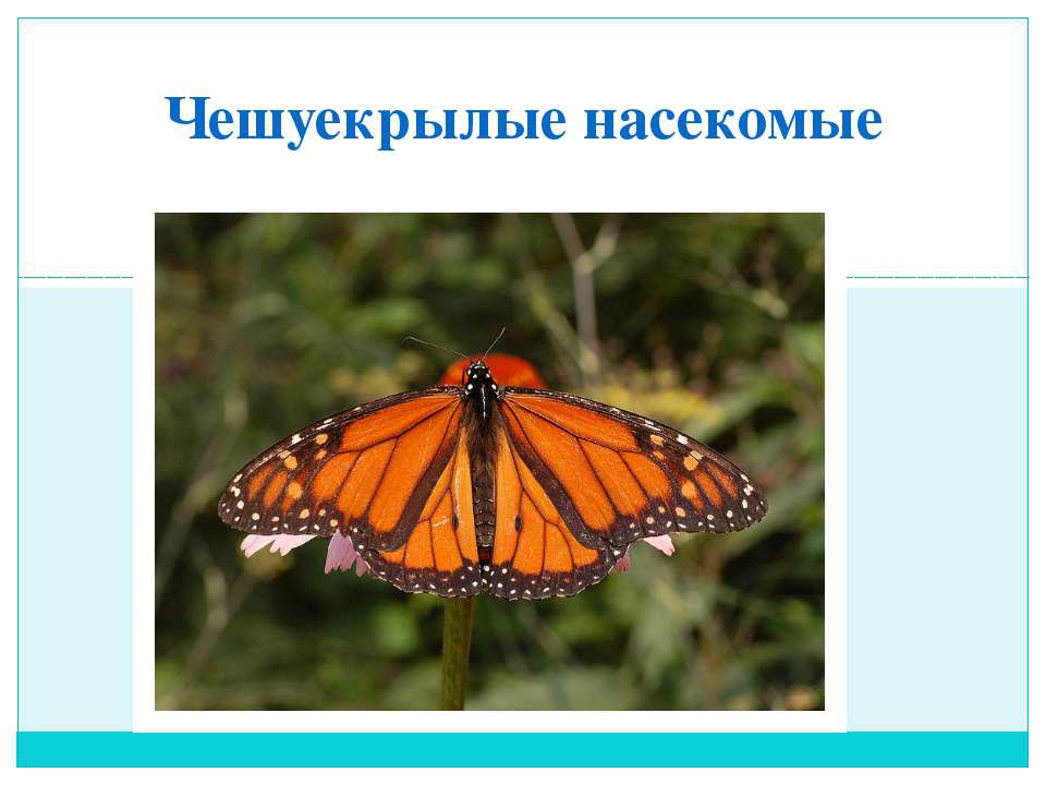 Чешуекрылые насекомые - Скачать Читать Лучшую Школьную Библиотеку Учебников