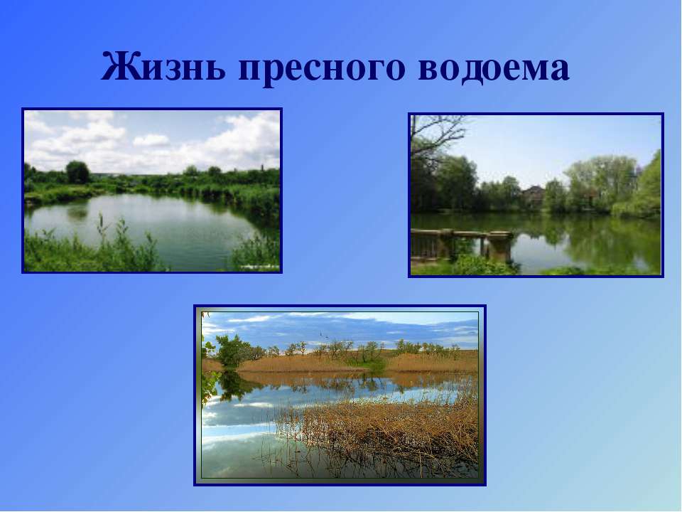 Жизнь пресного водоема - Скачать Читать Лучшую Школьную Библиотеку Учебников (100% Бесплатно!)